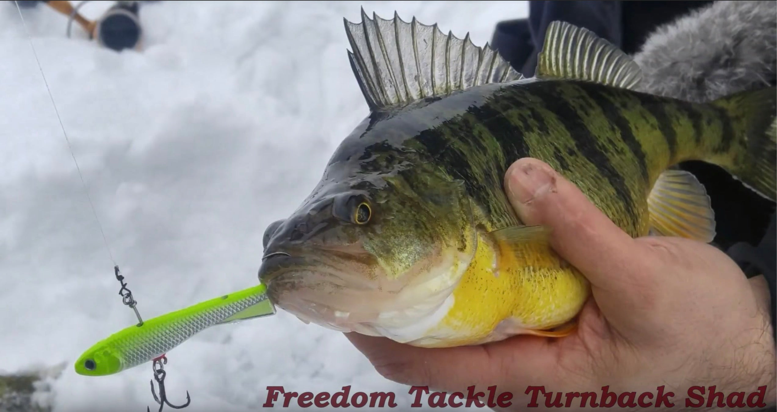 What it Looks Like | Turnback Shad